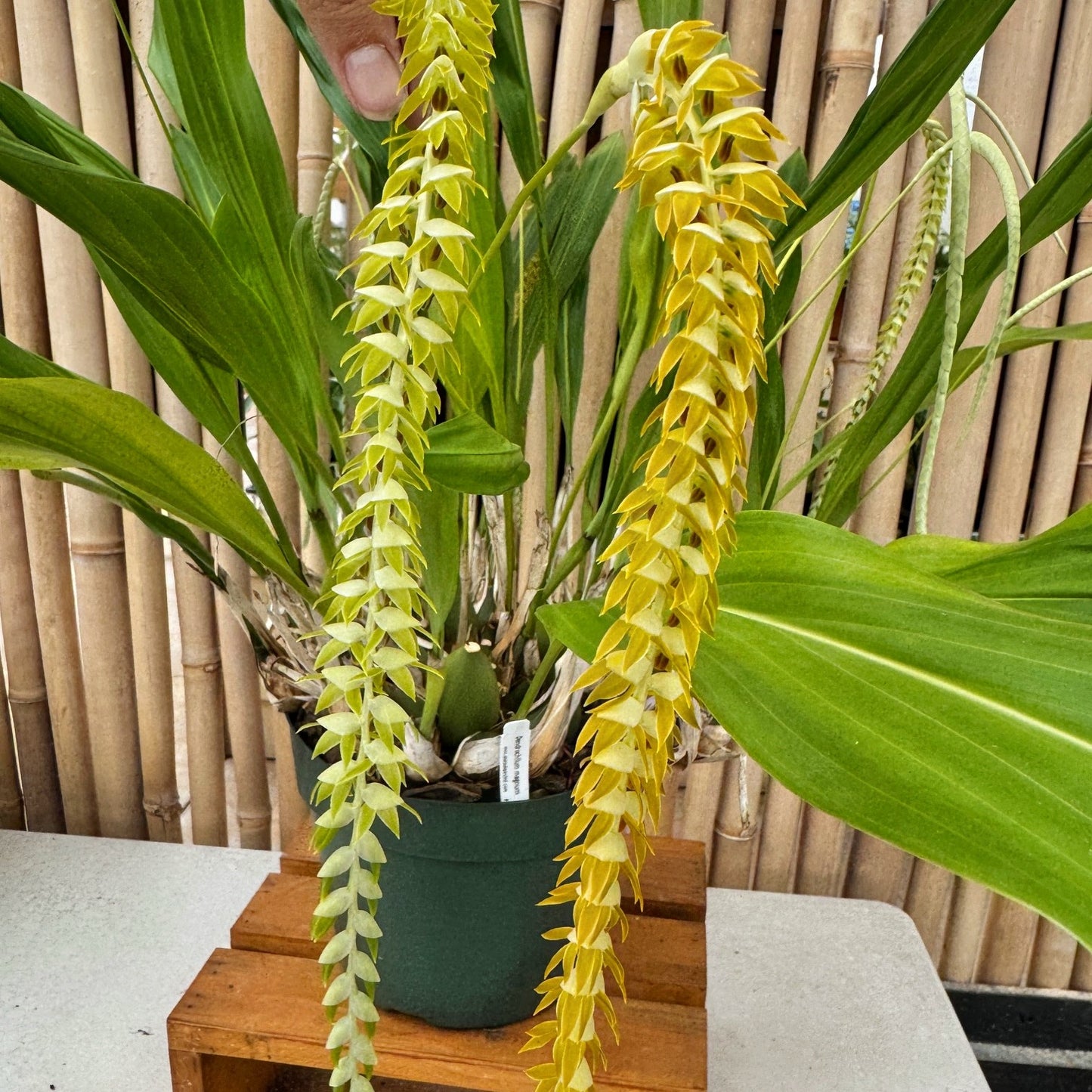 Dendrochilum magnum 'HOF Select' (Division - 5.5" Pot) - Not Blooming