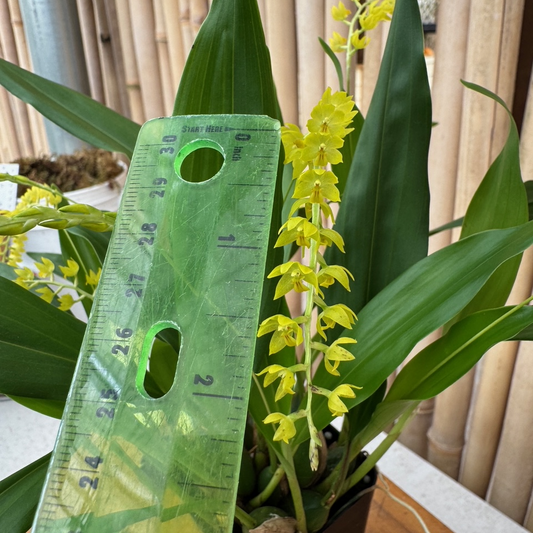 Dendrochilum formosa x self (4" Pot)-Not Blooming