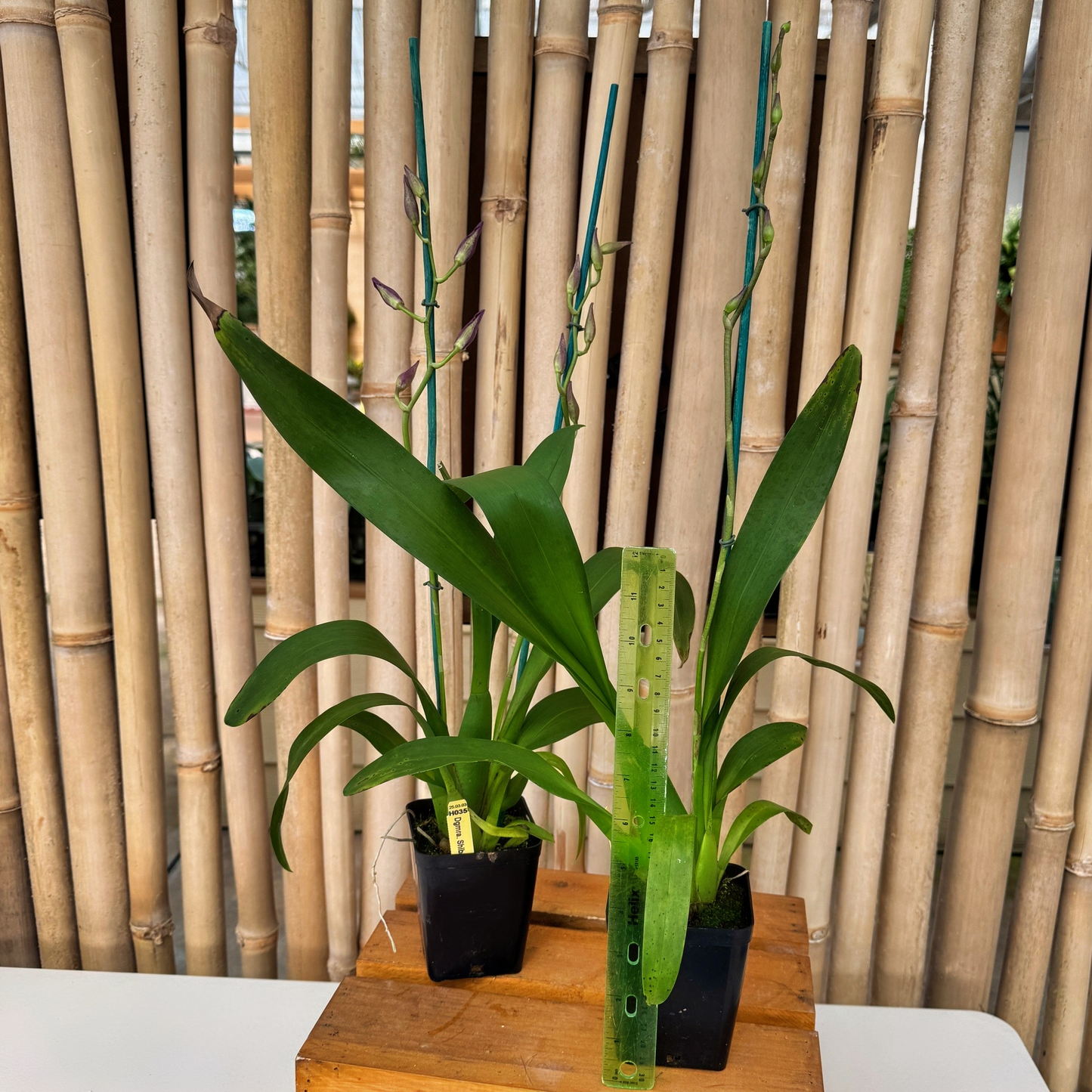 Dgmra. Shibumi 'Purple Rain' (4" Pot) - Buds