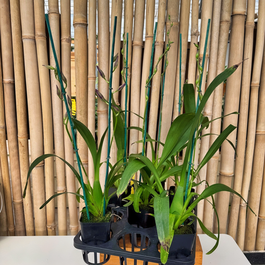 Dgmra. Shibumi 'Purple Rain' (4" Pot) - Buds