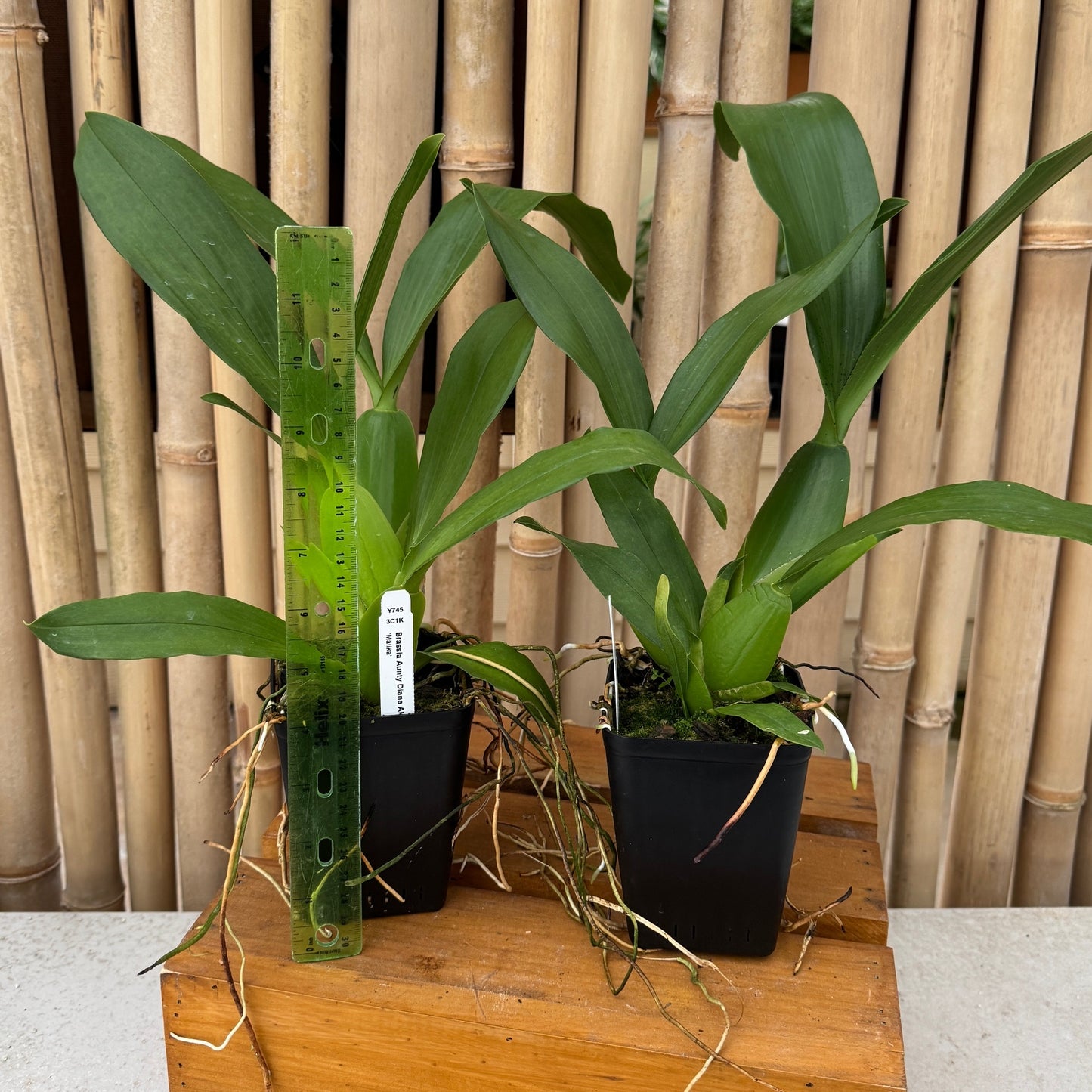 Brassia Aunty Diana Aki 'Malika' (4" Pot) -Not Blooming