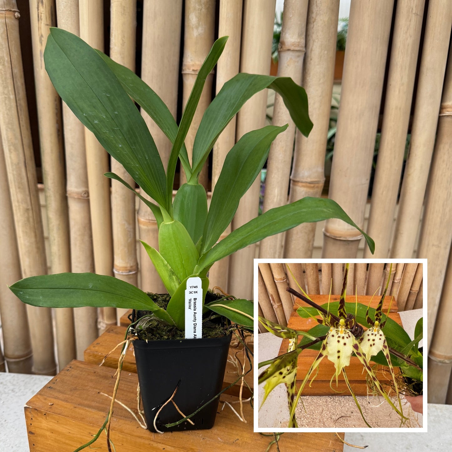 Brassia Aunty Diana Aki 'Malika' (4" Pot) -Not Blooming
