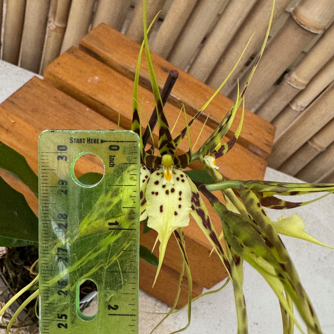 Brassia Aunty Diana Aki 'Malika' (4"Pot) - Buds