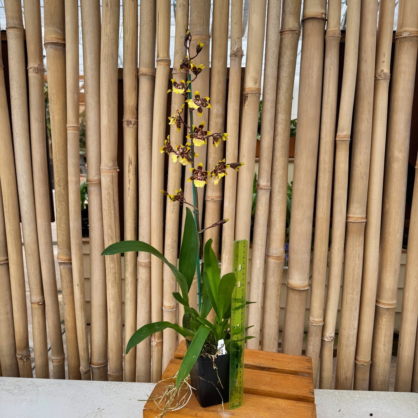 Oncidium Dorothy Wisnom 'Golden Gate'