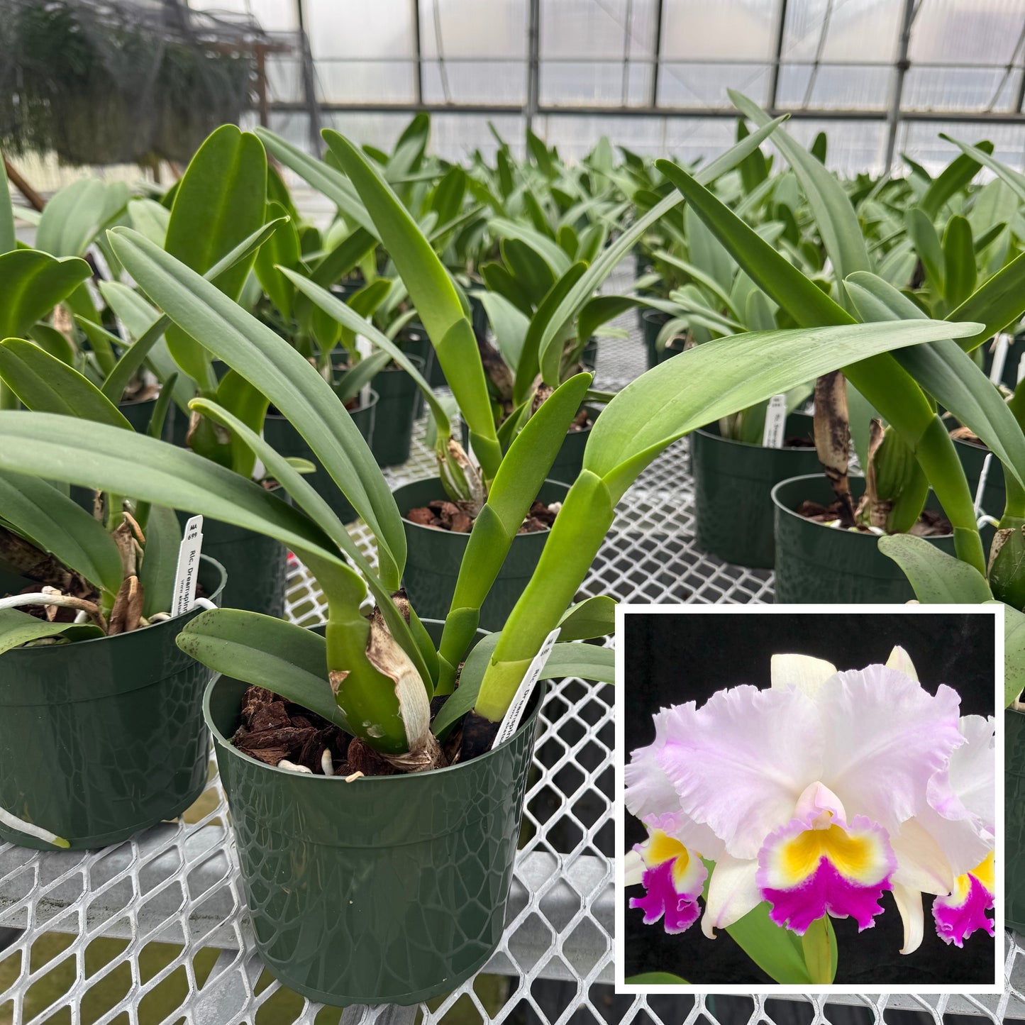 Rlc. Dreamspinner 'Volcano Queen' (5.5" Pot) -Not Blooming