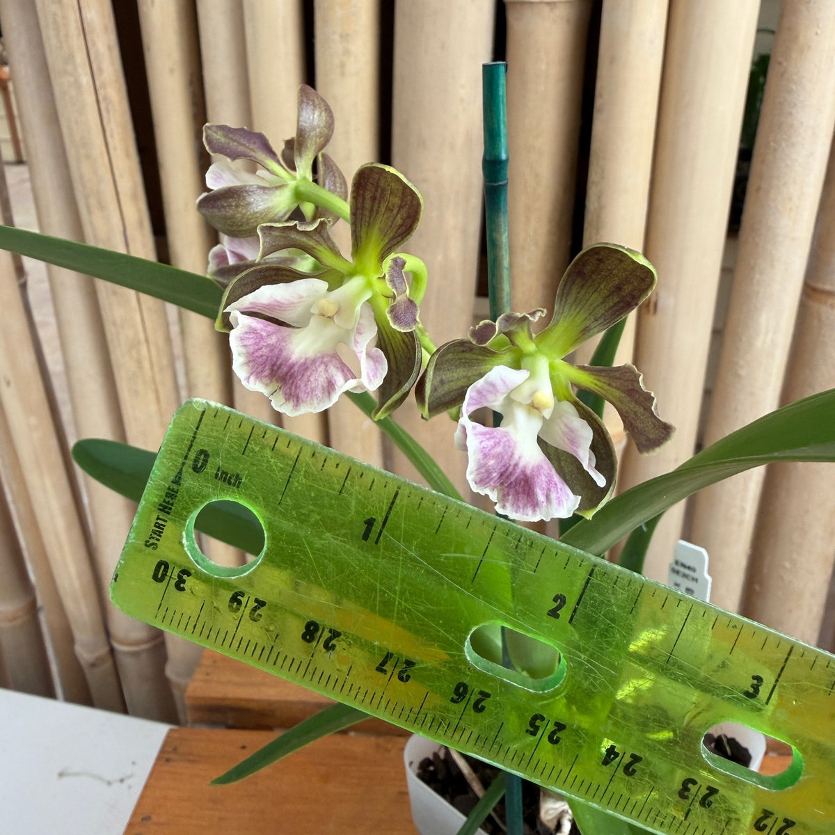 Encyclia cordigera x Epi. robustum (4" Pot) - Buds