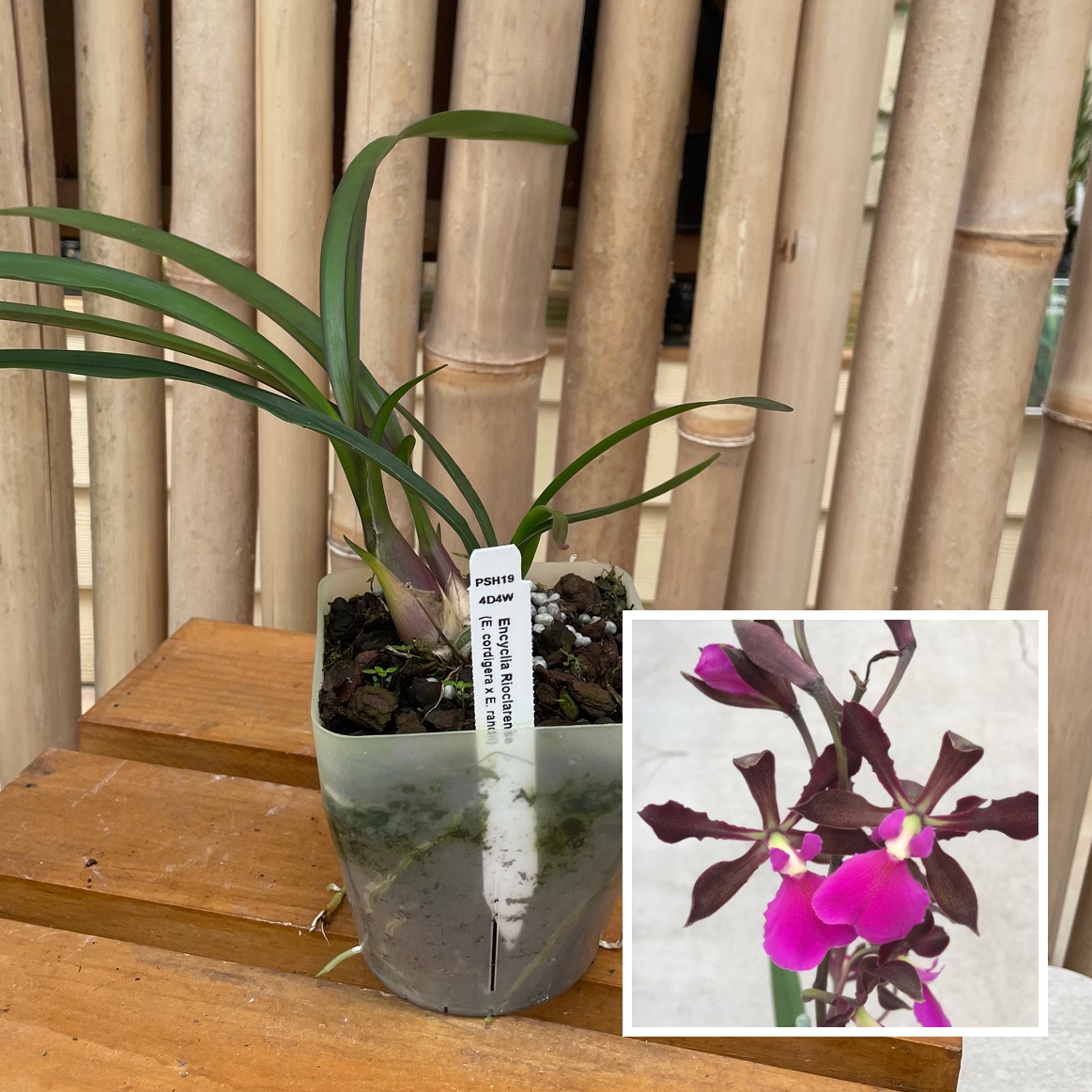 Encyclia Rioclarense (4" Pot) - Not Blooming