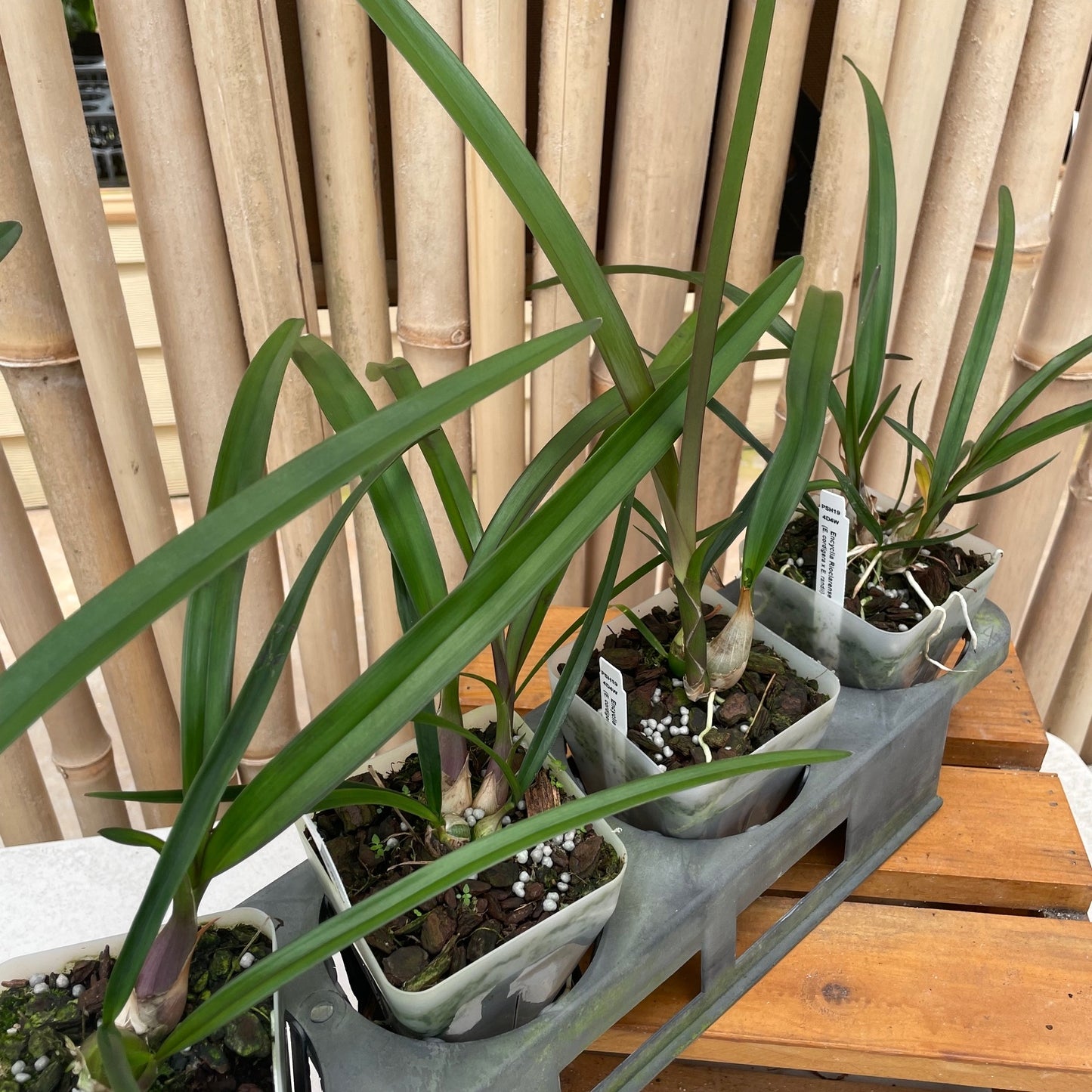 Encyclia Rioclarense (4" Pot) - Not Blooming