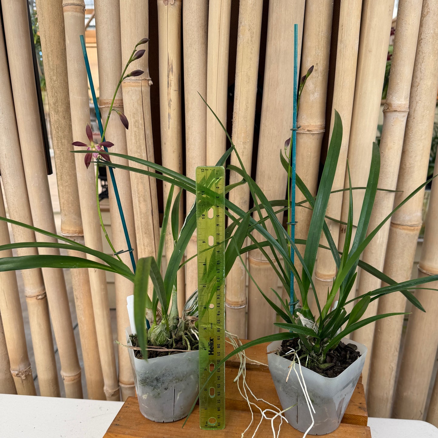 Encyclia Borincana 4N (4" Pot) - Buds