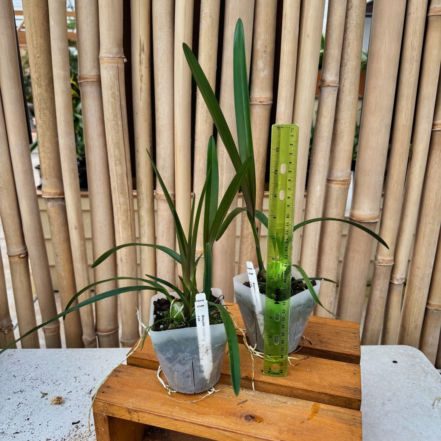 Encyclia cordigera x sib (4" Pot) - Not Blooming