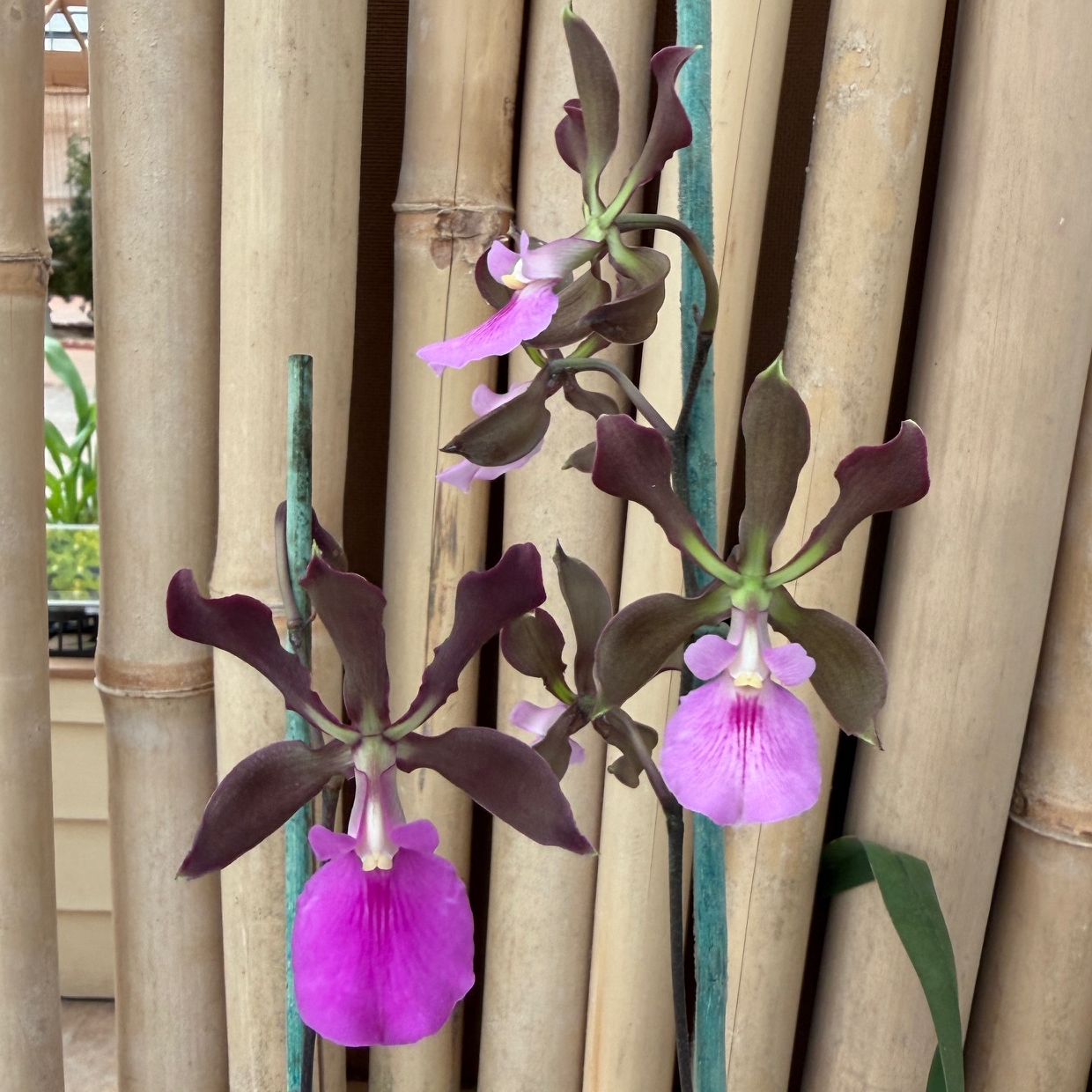 Encyclia cordigera x sib (4" Pot) - Not Blooming