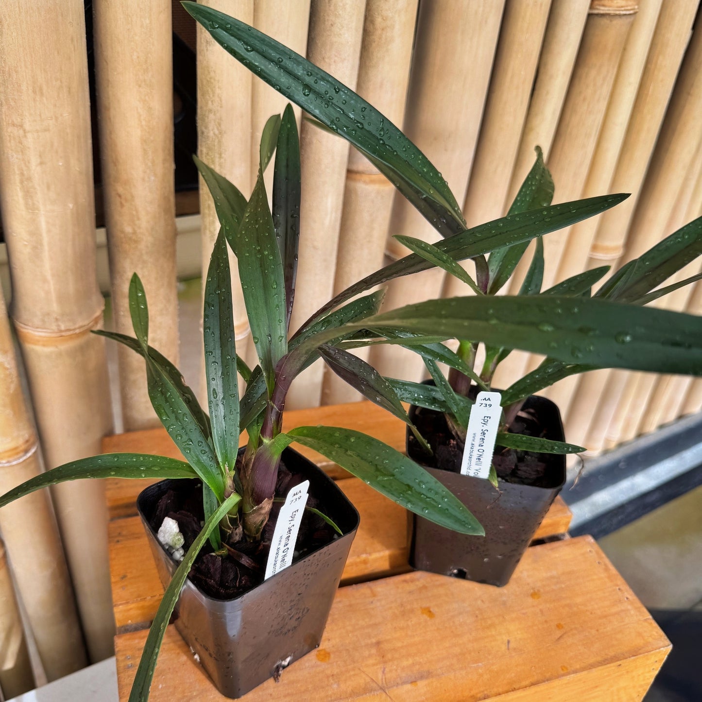 Epy. Serena O'Neill 'Volcano Queen' (4" Pot) - Not Blooming