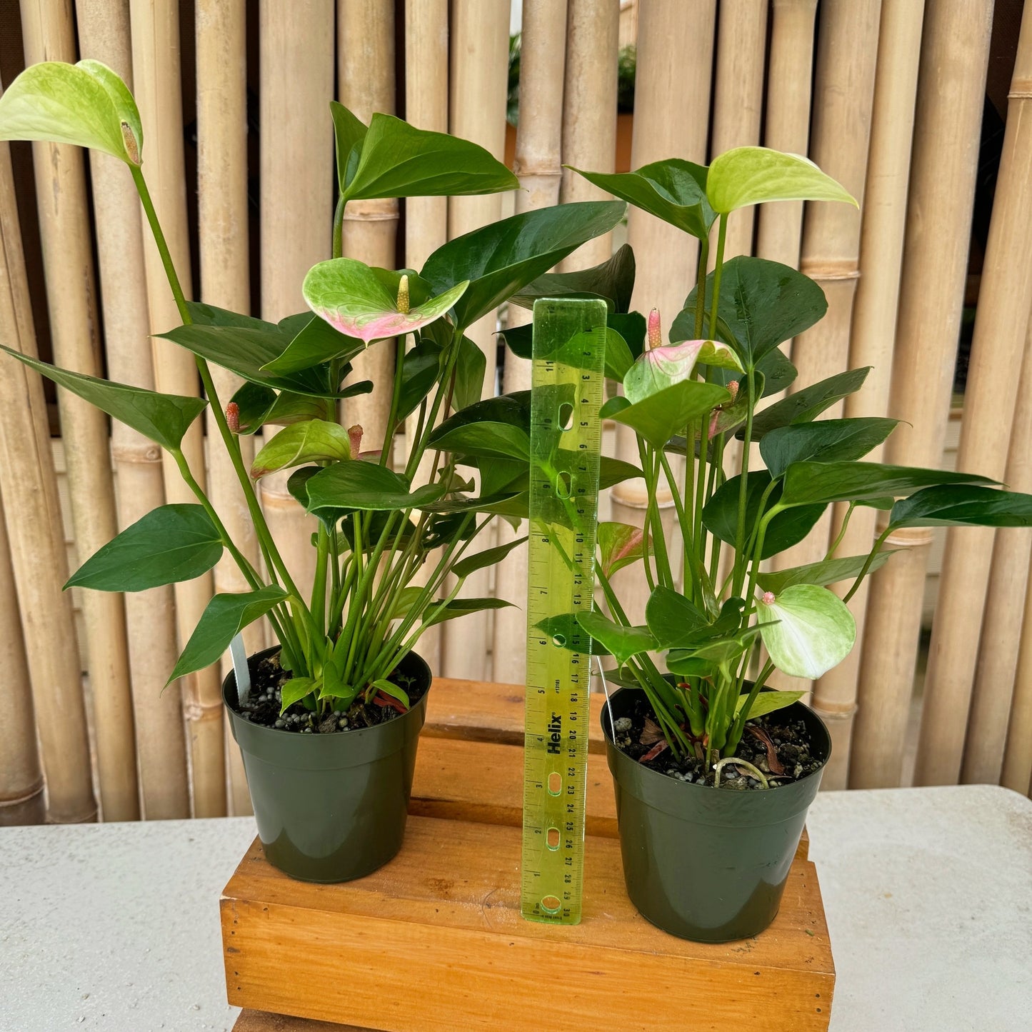 Anth. Fantasy Love (4" Pot) young