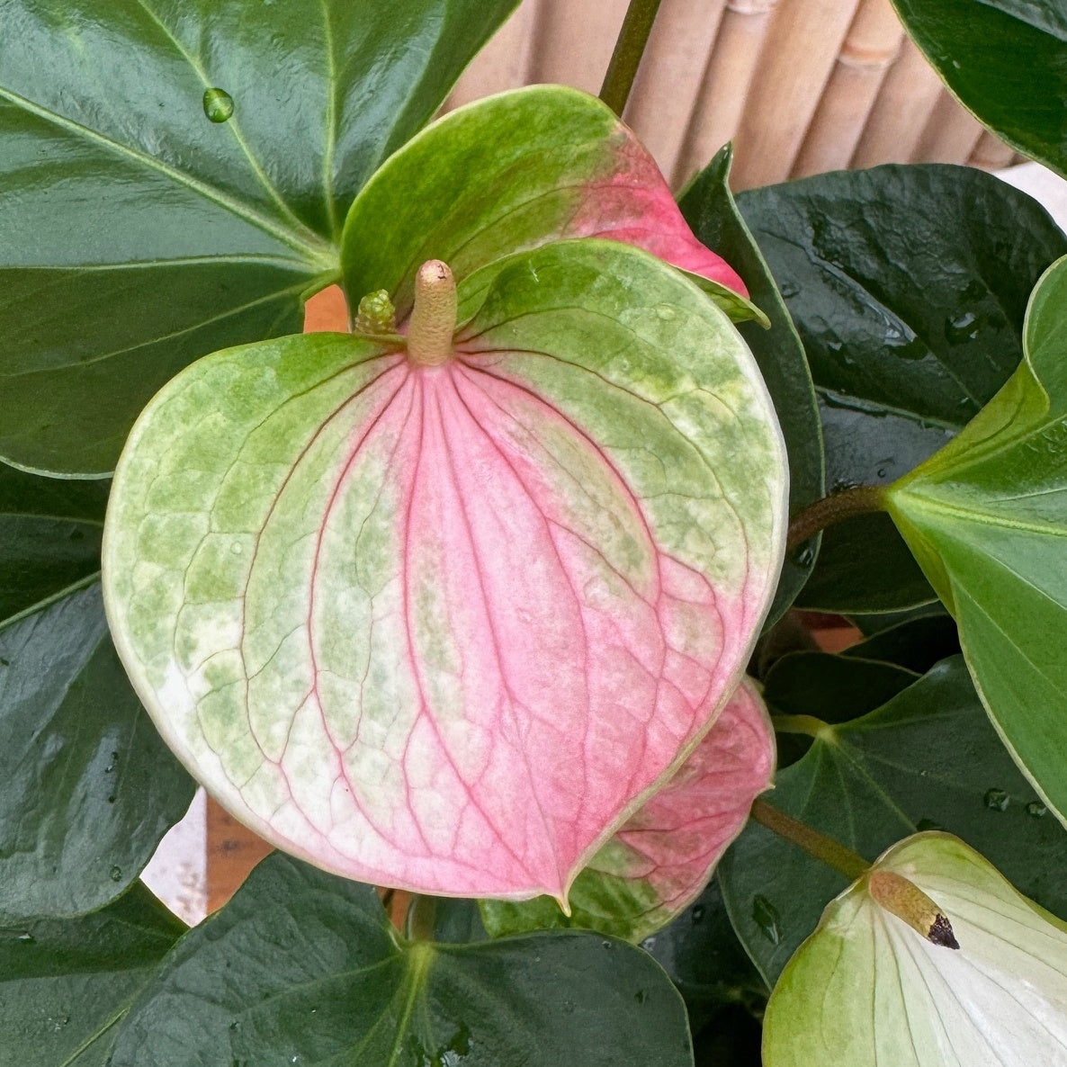 Anth. Fantasy Love (4" Pot) young