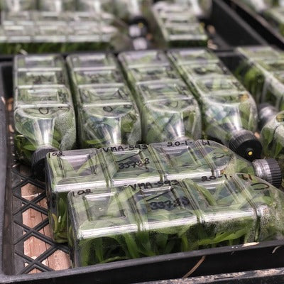 Rlc. Stitch Labs 'Volcano Fancy' FLASK (Cattleya Clone)