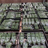 Rlc. Yellow Sunburst 'Volcano Queen' FLASK (Cattleya Clone)