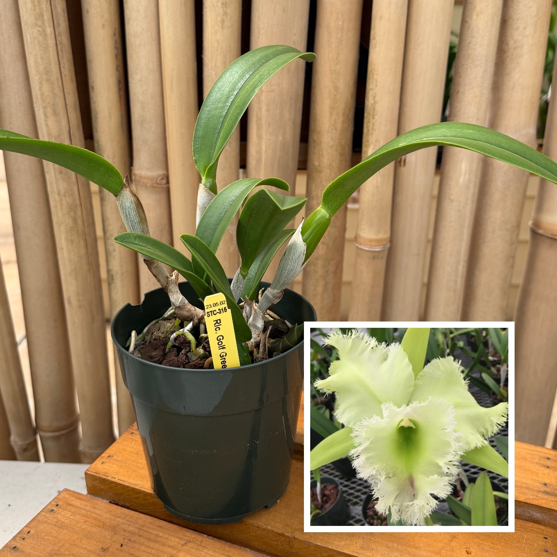 Rlc. Golf Green 'Hair Pig' JC/AOS (5