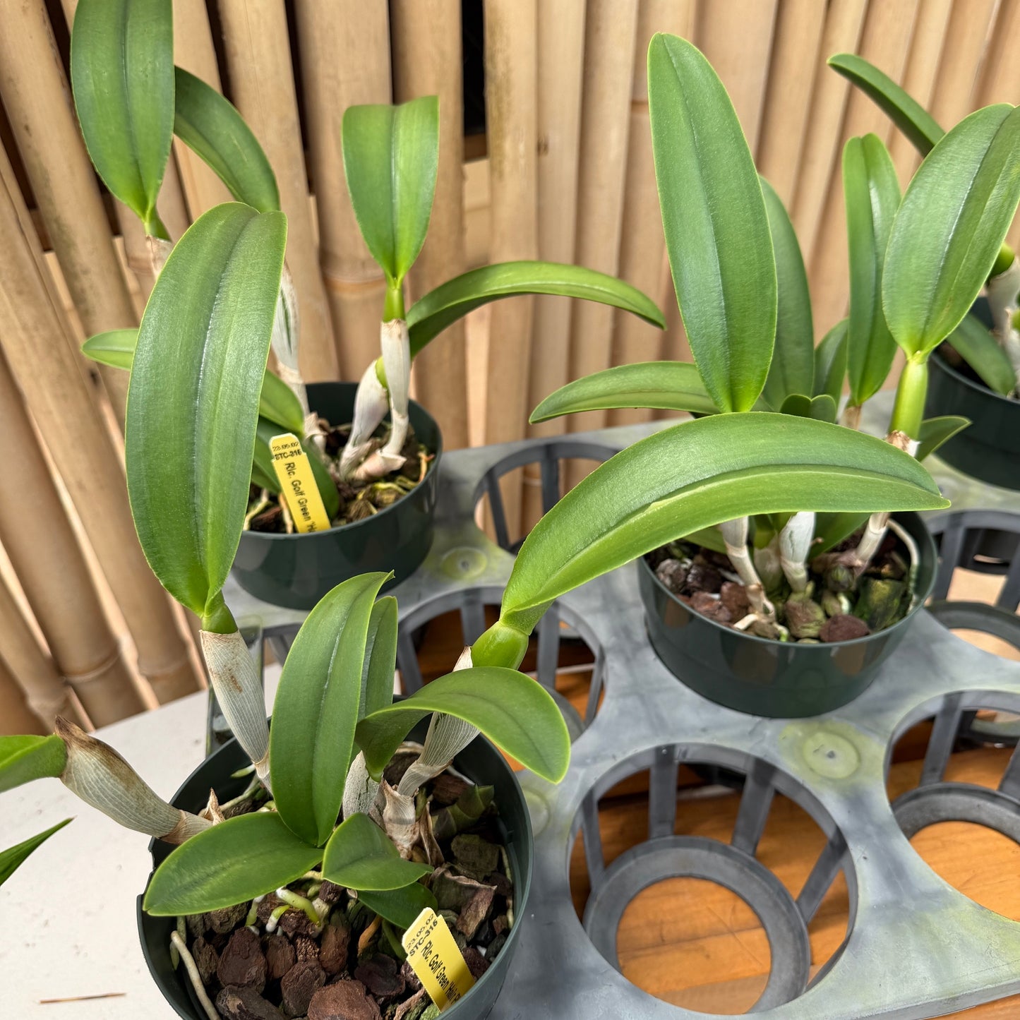 Rlc. Golf Green 'Hair Pig' JC/AOS (5" Pot) - Not Blooming