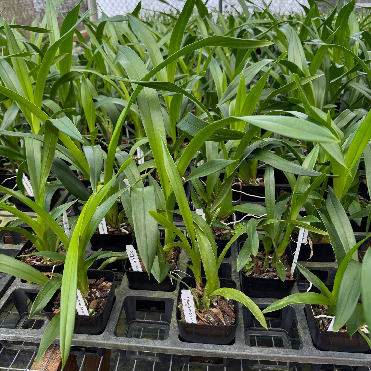 Oncidesa Gower Ramsey 'Orange Delight' (Not Blooming)