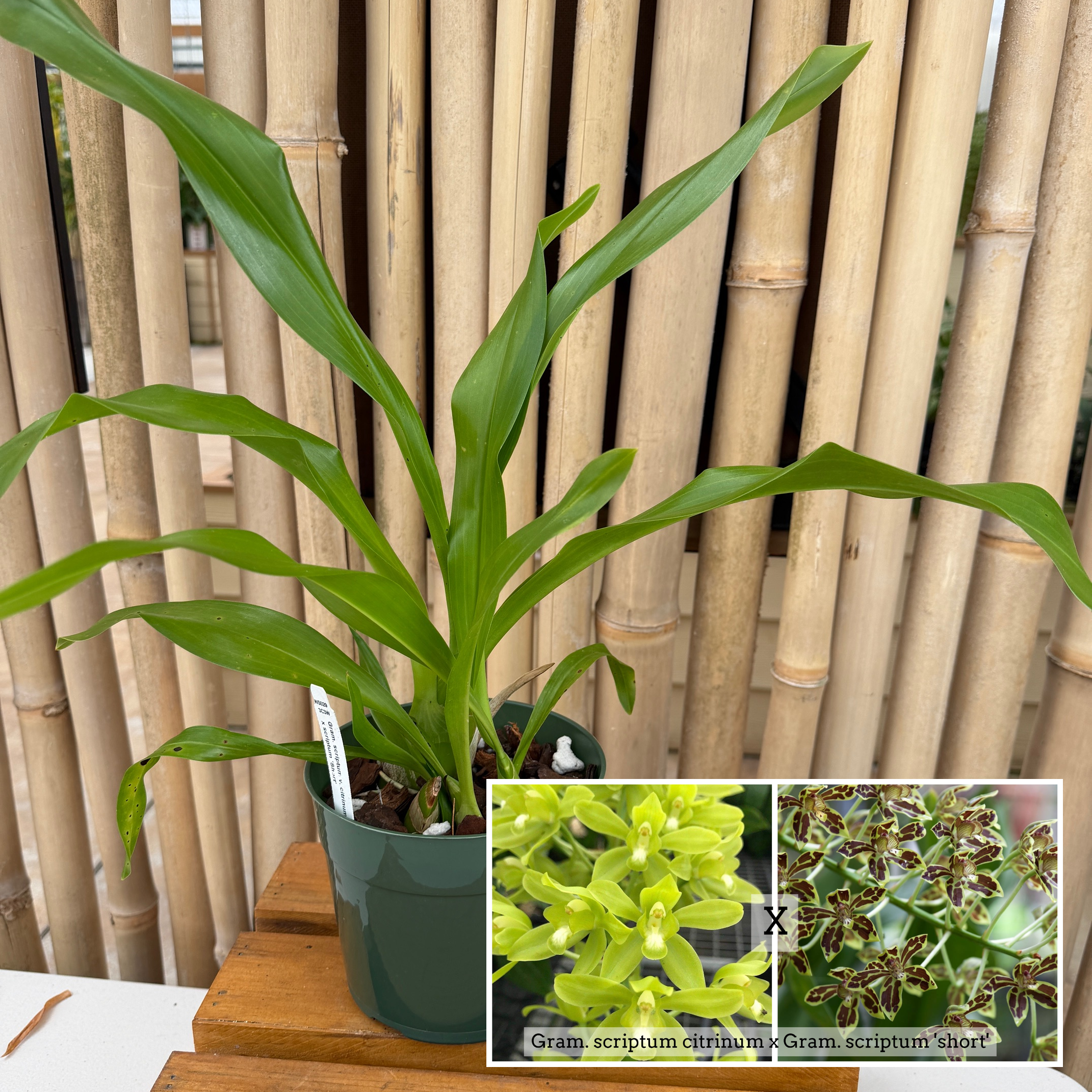 Gram. scriptum v. citrinum x Gram. scriptum 'short' (5.5