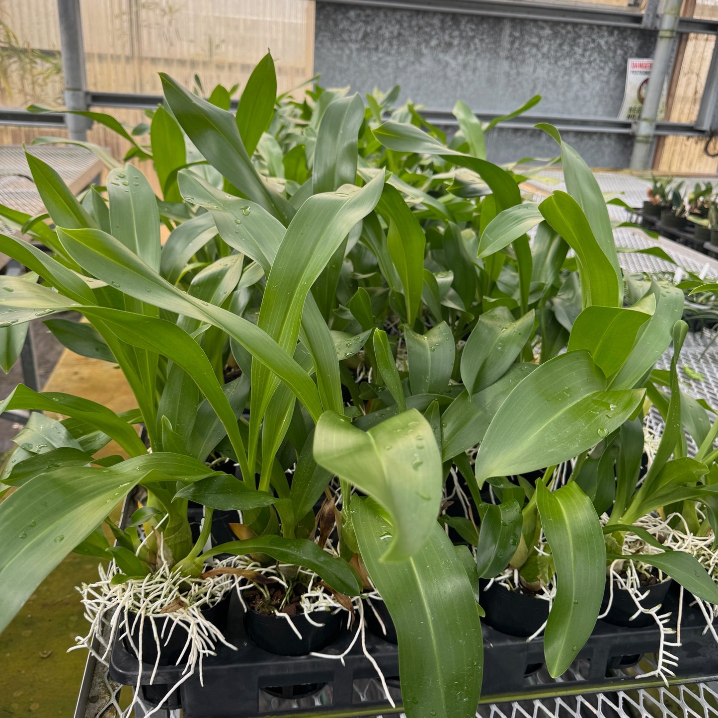 Gram. scriptum v. citrinum x Gram. scriptum 'short' (4" Pot) - Not Blooming
