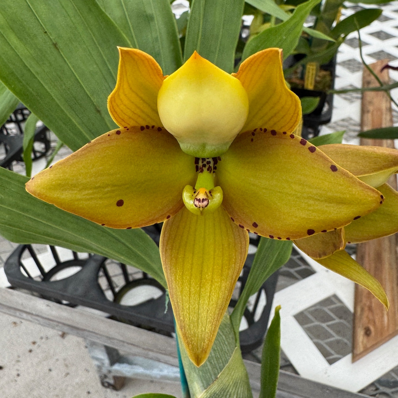 Cyc. Grinch's Gold (4" Pot) - Not Blooming
