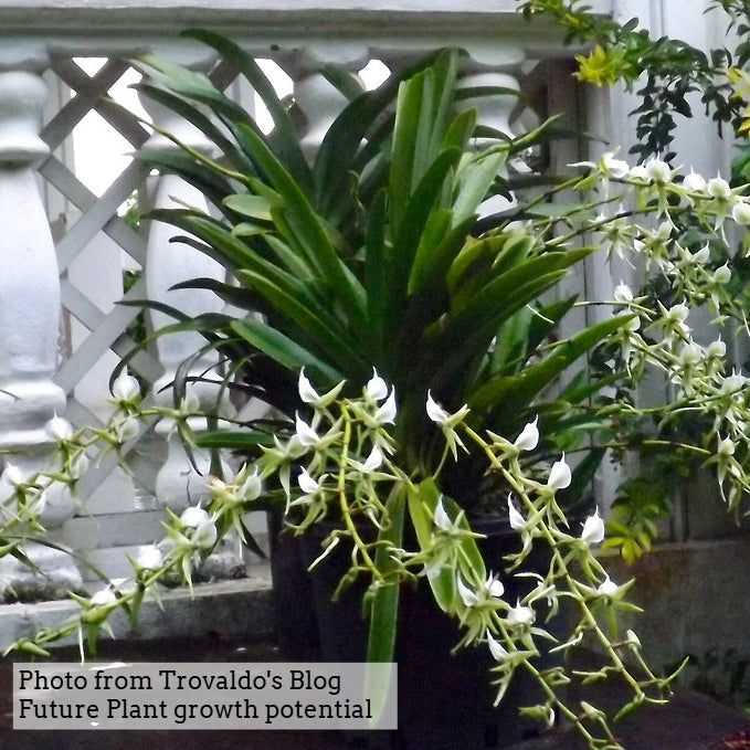 Angcm. eburneum x sib (5" Pot) - Not Blooming