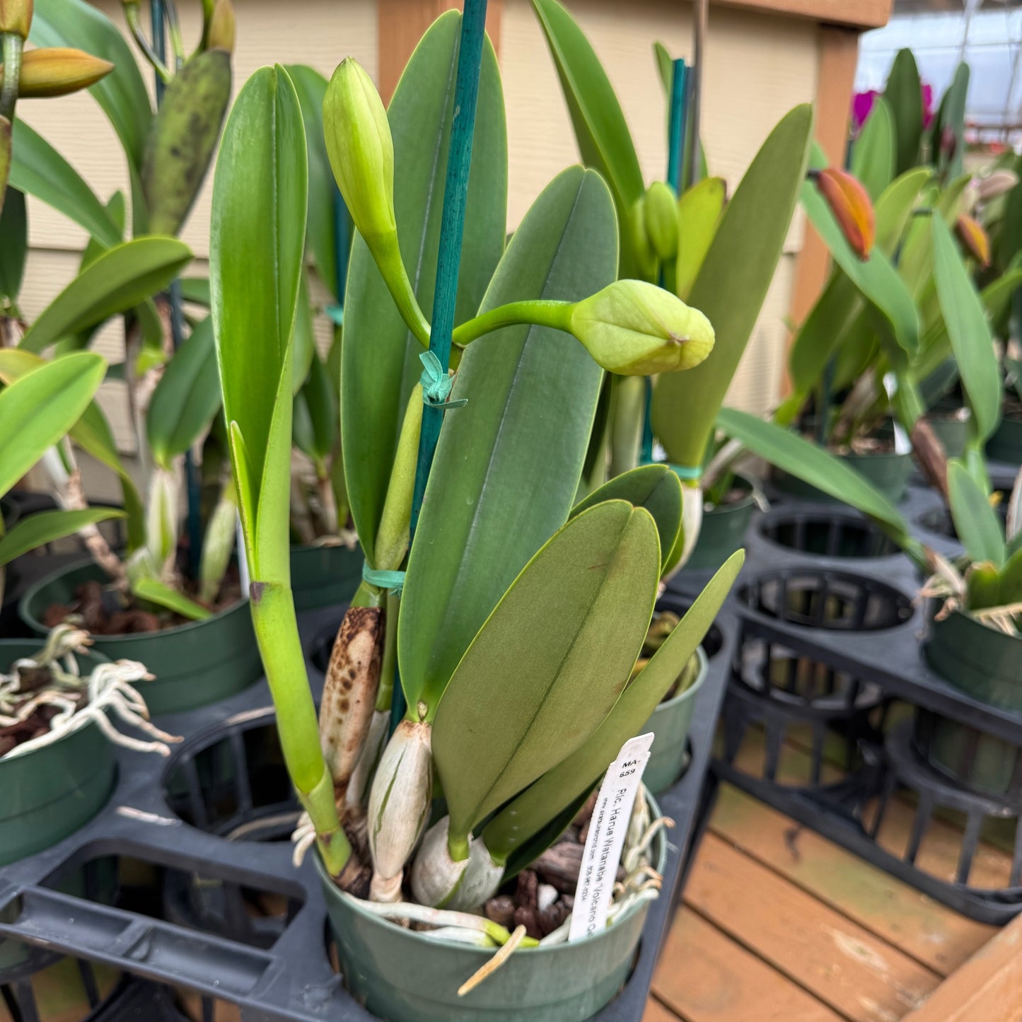 Rlc. Harue Watanabe 'Volcano Queen' (5.5" Pot)