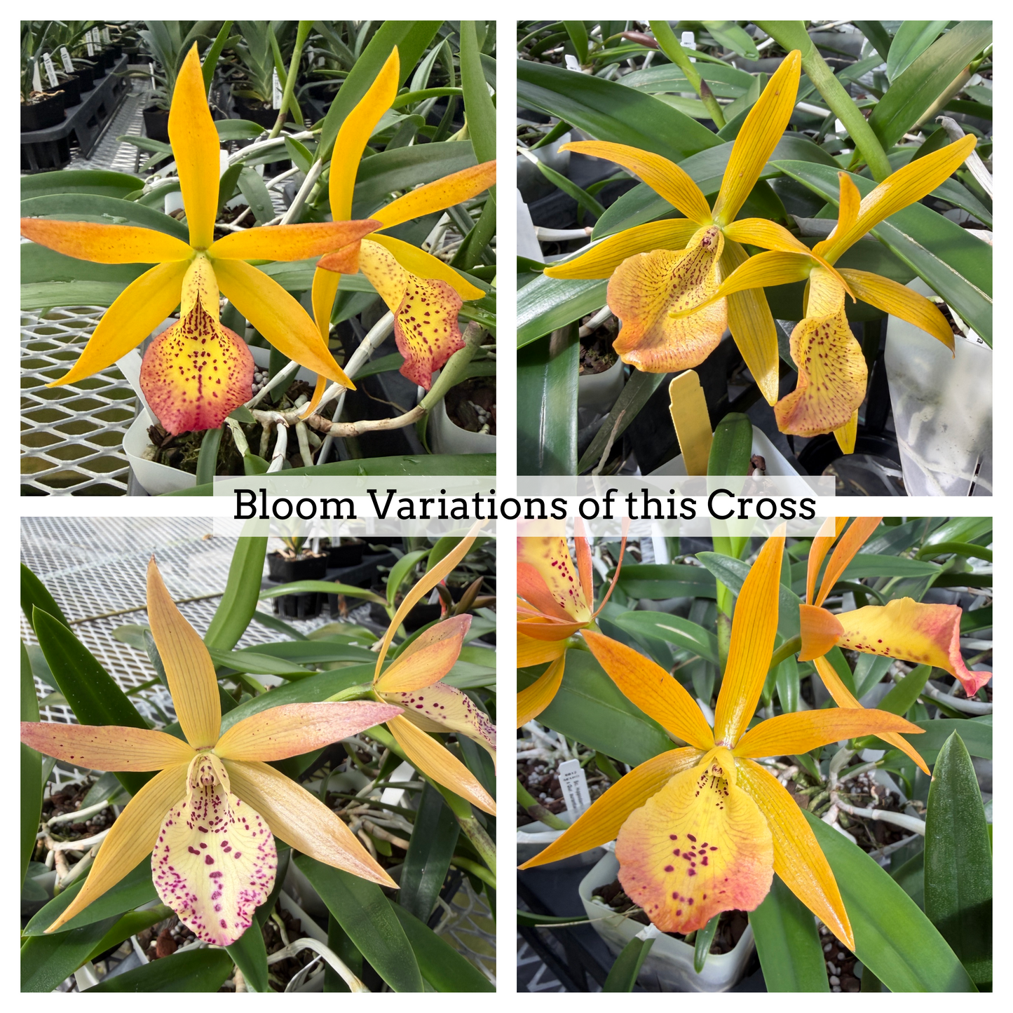 Bc. Hippodamia Leopard Spots x Gur. aurantiaca 'Spots' (4" Pot) -Not Blooming