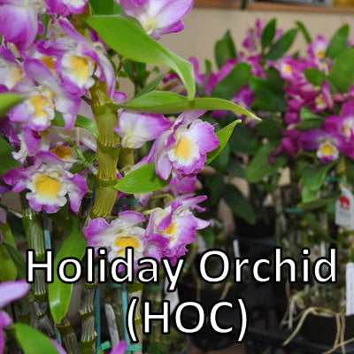 Holiday Orchid Club (6 Occasions)