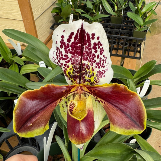 Paph. Hsinying Edition World 'Luke' x Wiedenbrueck Passion (5.5" Pot) - Budded