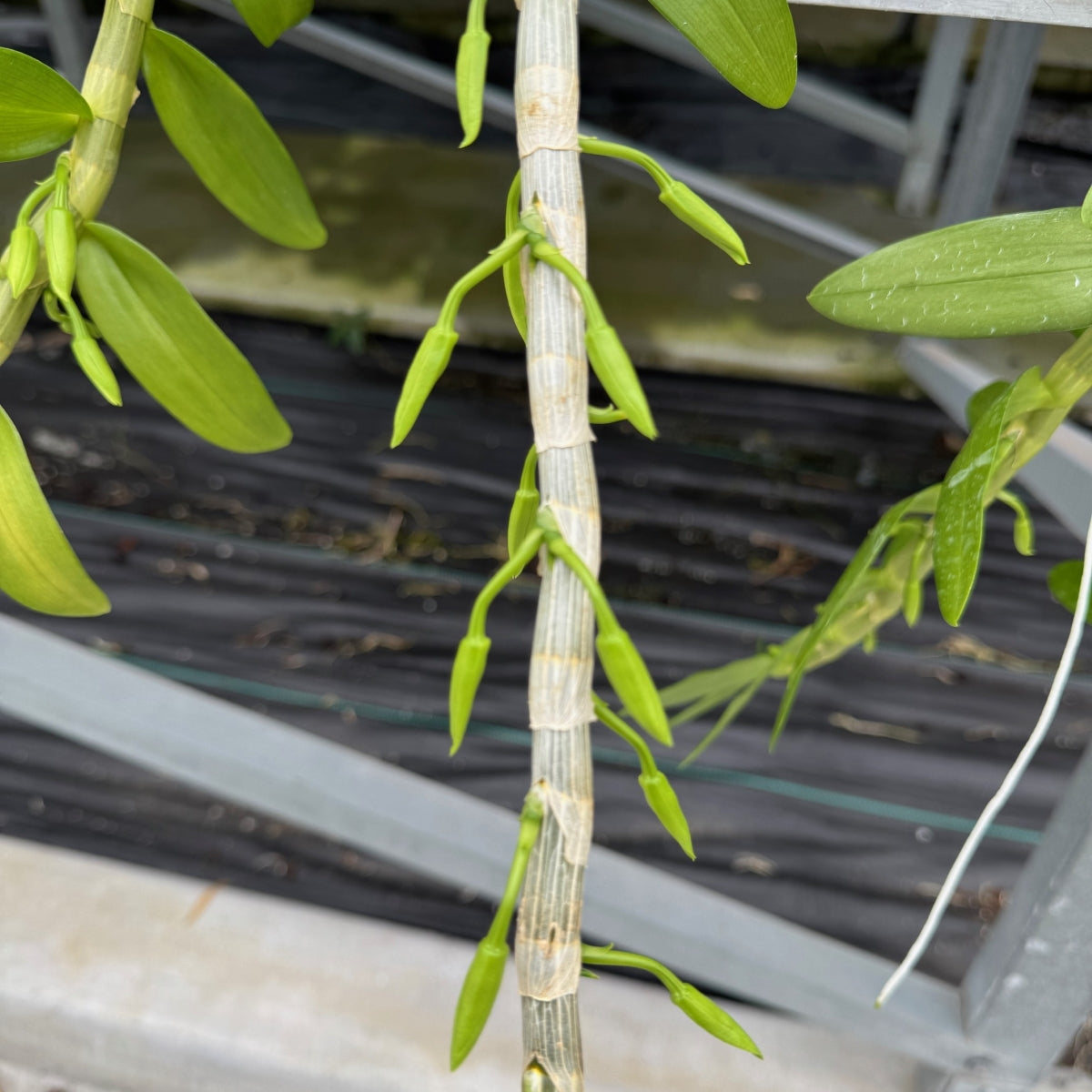Dendrobium anosmum 'Super White' (Hono Hono) - Buds