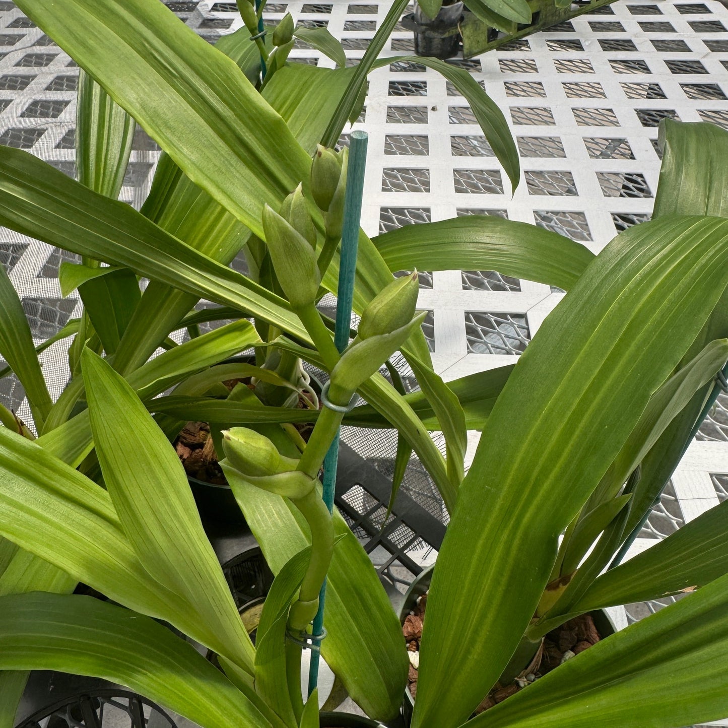 Zygo. Artur Elle 'Tombstone' (5.5" Pot)