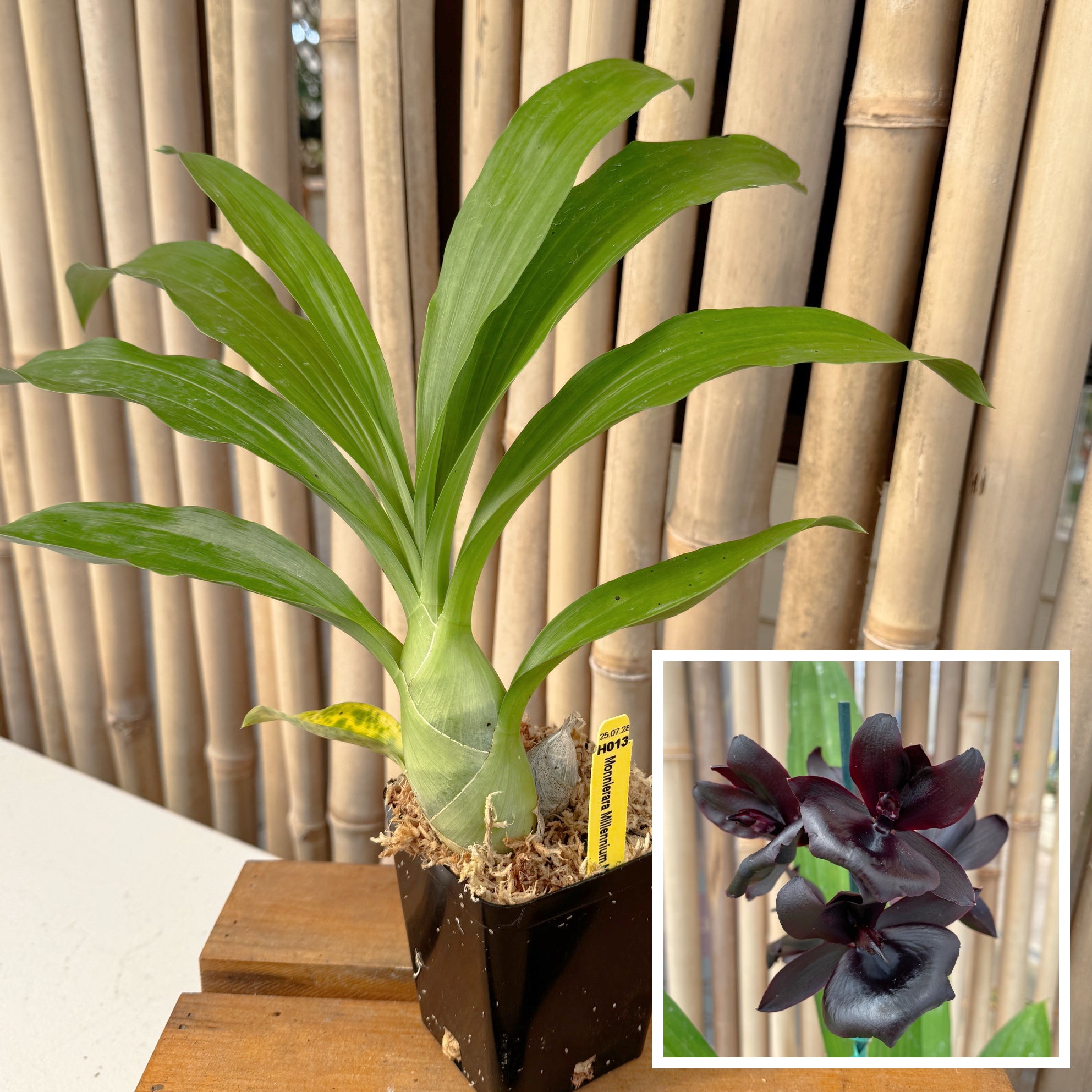 Monn. Millennium Magic 'Witchcraft' AM/AOS (4