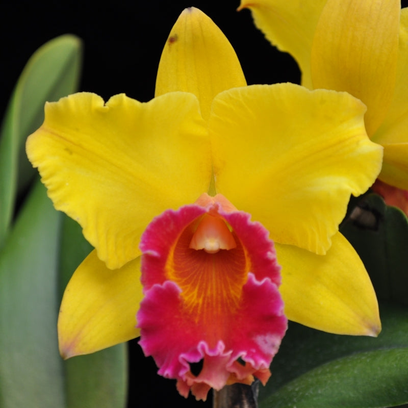 Rlc. Jirathip Sugi 'Volcano Queen' (Starter-2.75" Pot)