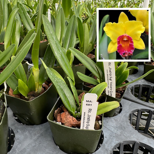 Rlc. Jirathip Sugi 'Volcano Queen' (Starter-2.75" Pot)