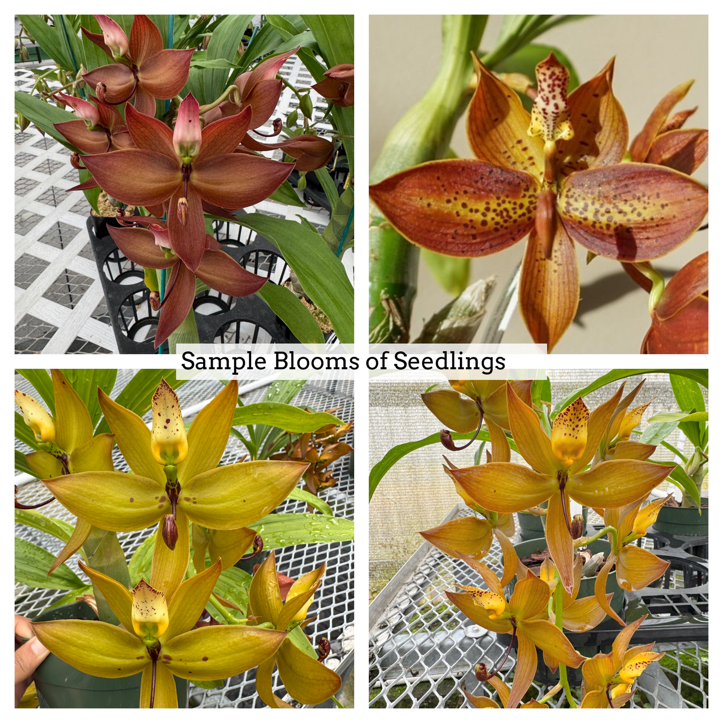 Cyc. Jumbo Cooper (5.5" Pot) - Not Blooming