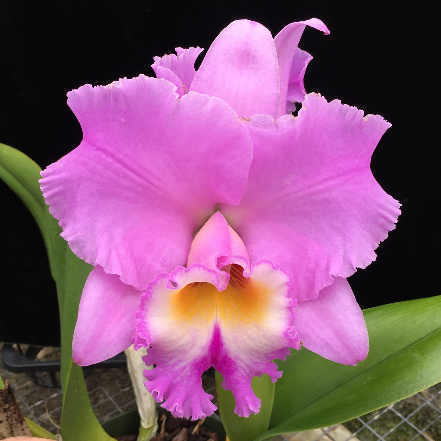 Rlc. Volcano Feeling 'Volcano Queen' (5.5" Pot) - Not Blooming