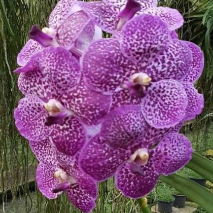 Vanda Kultana Brown x Vanda Gordon Dillon (4" Pot) -Not Blooming