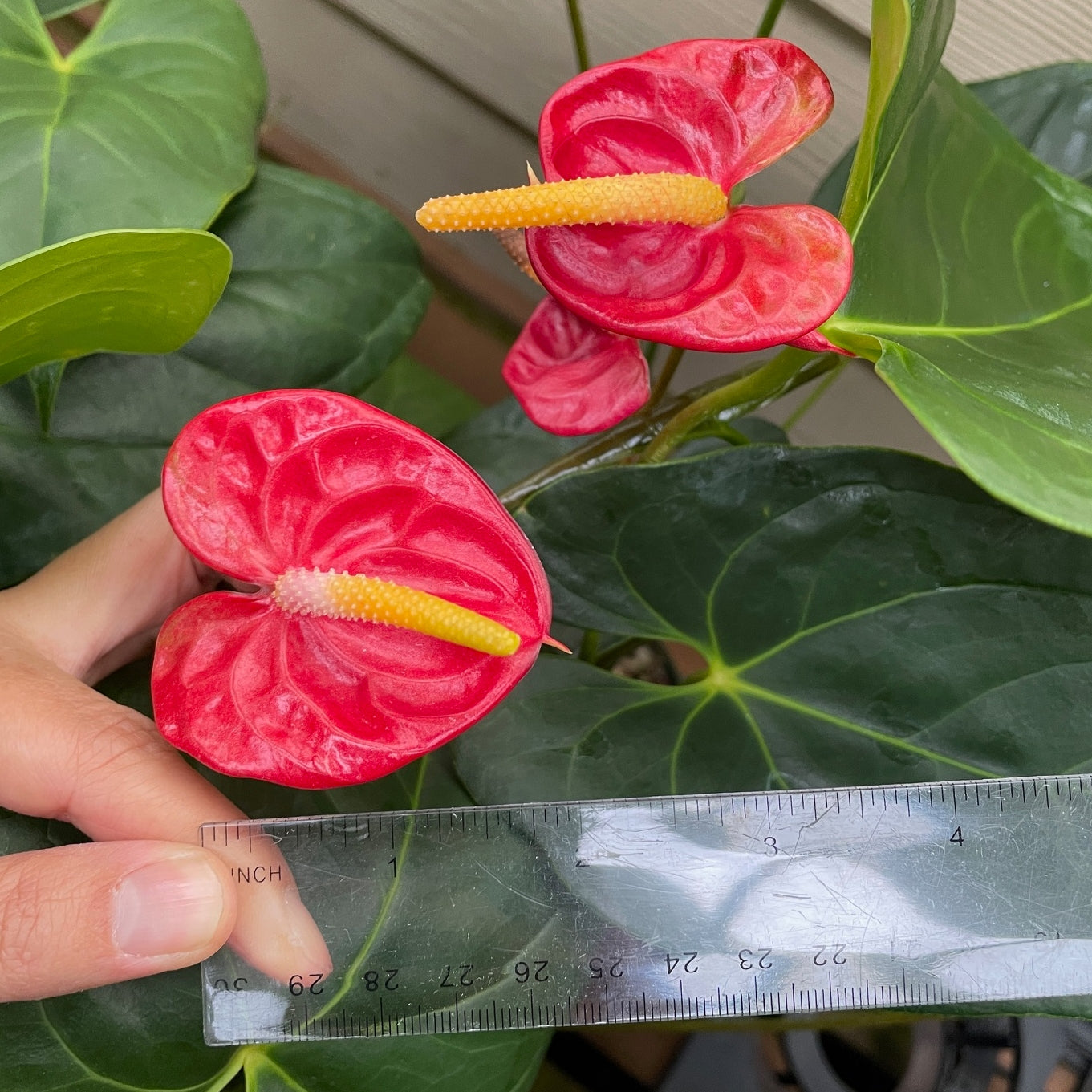 Anth. Koi Shibori (Seedling-Red)