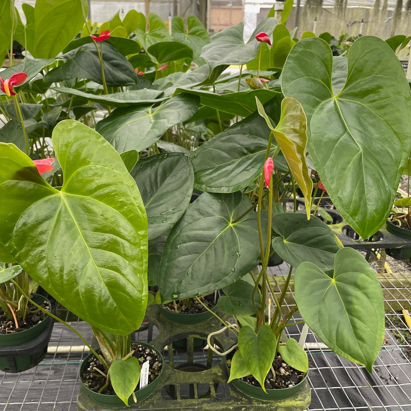 Anth. Koi Shibori (Seedling-Red)