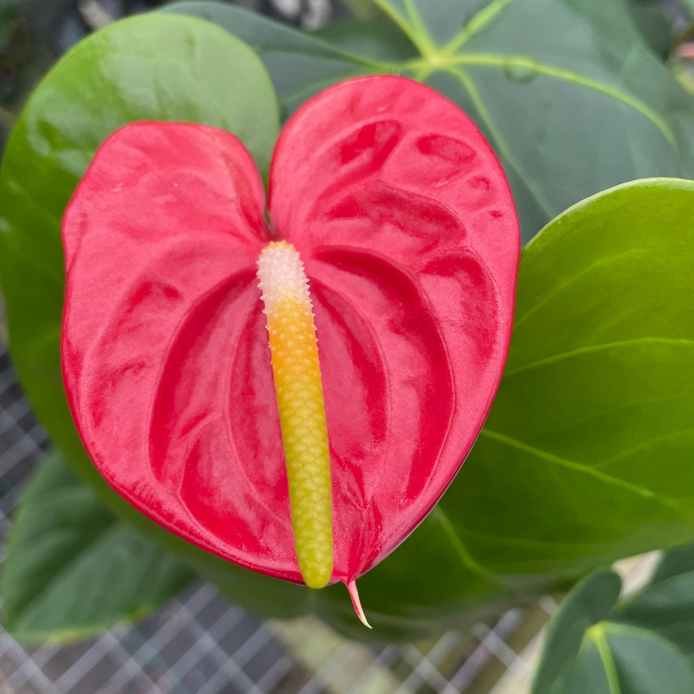 anthurium shibori Anth. Koi Shibori (Seedling-Red)