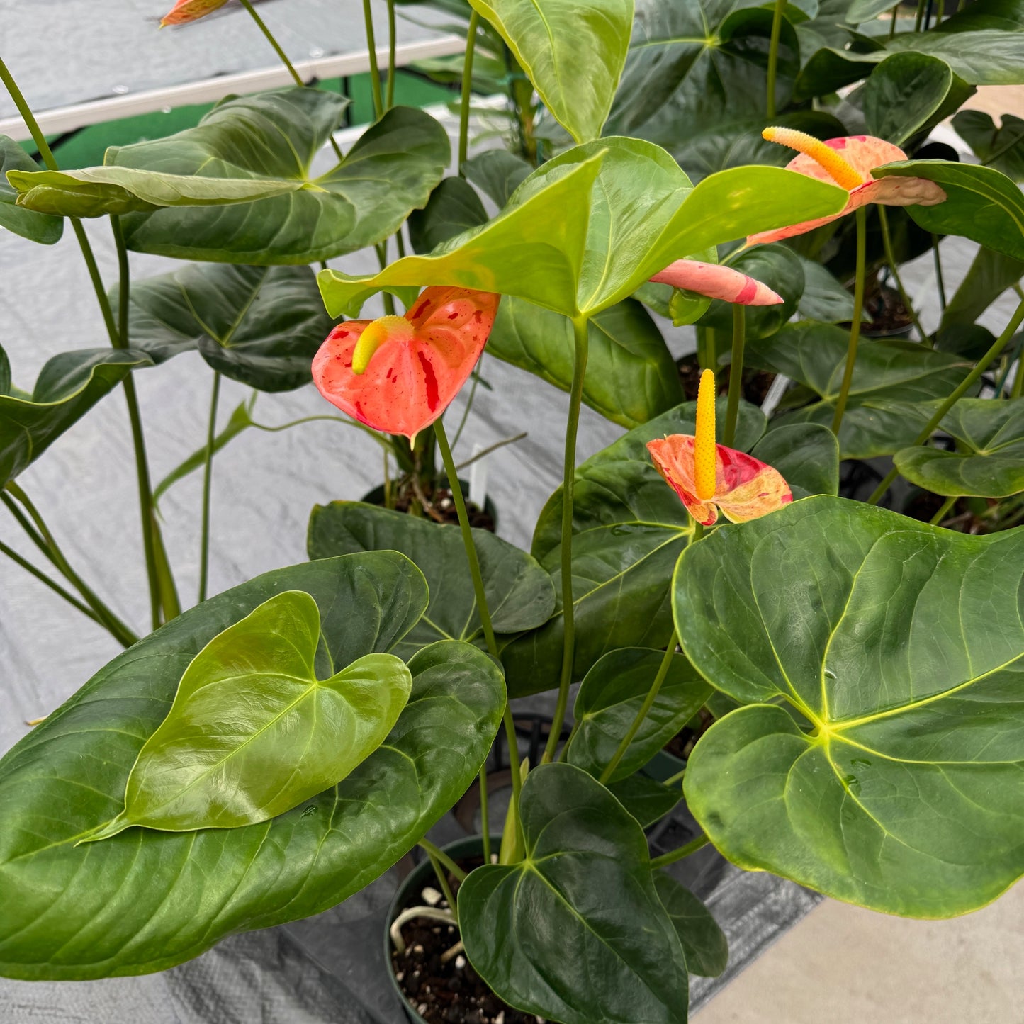 Koi Shibori Anthurium (5.5" Pot)