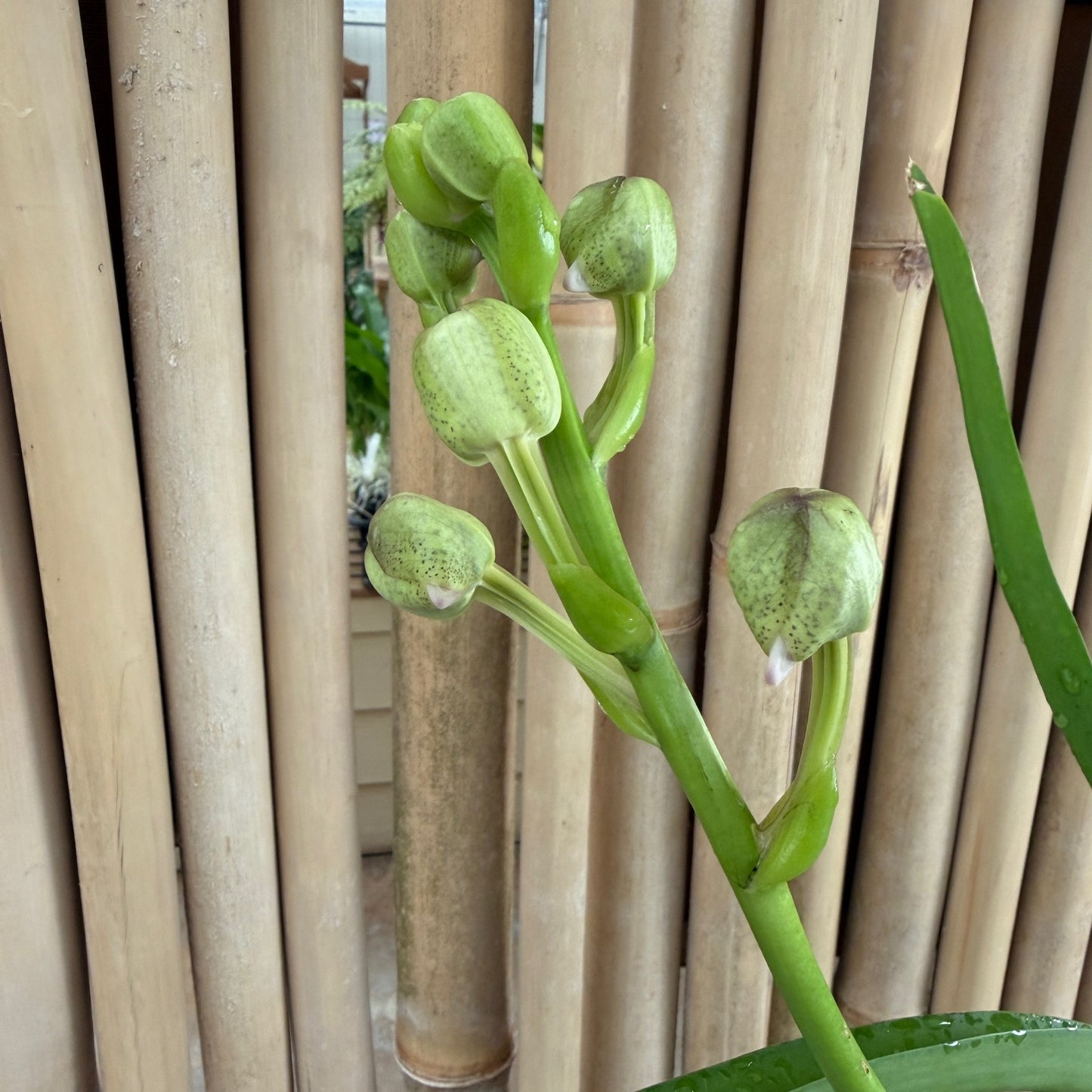 Vanda Kultana Brown x Vanda Gordon Dillon (4" Pot) - Buds
