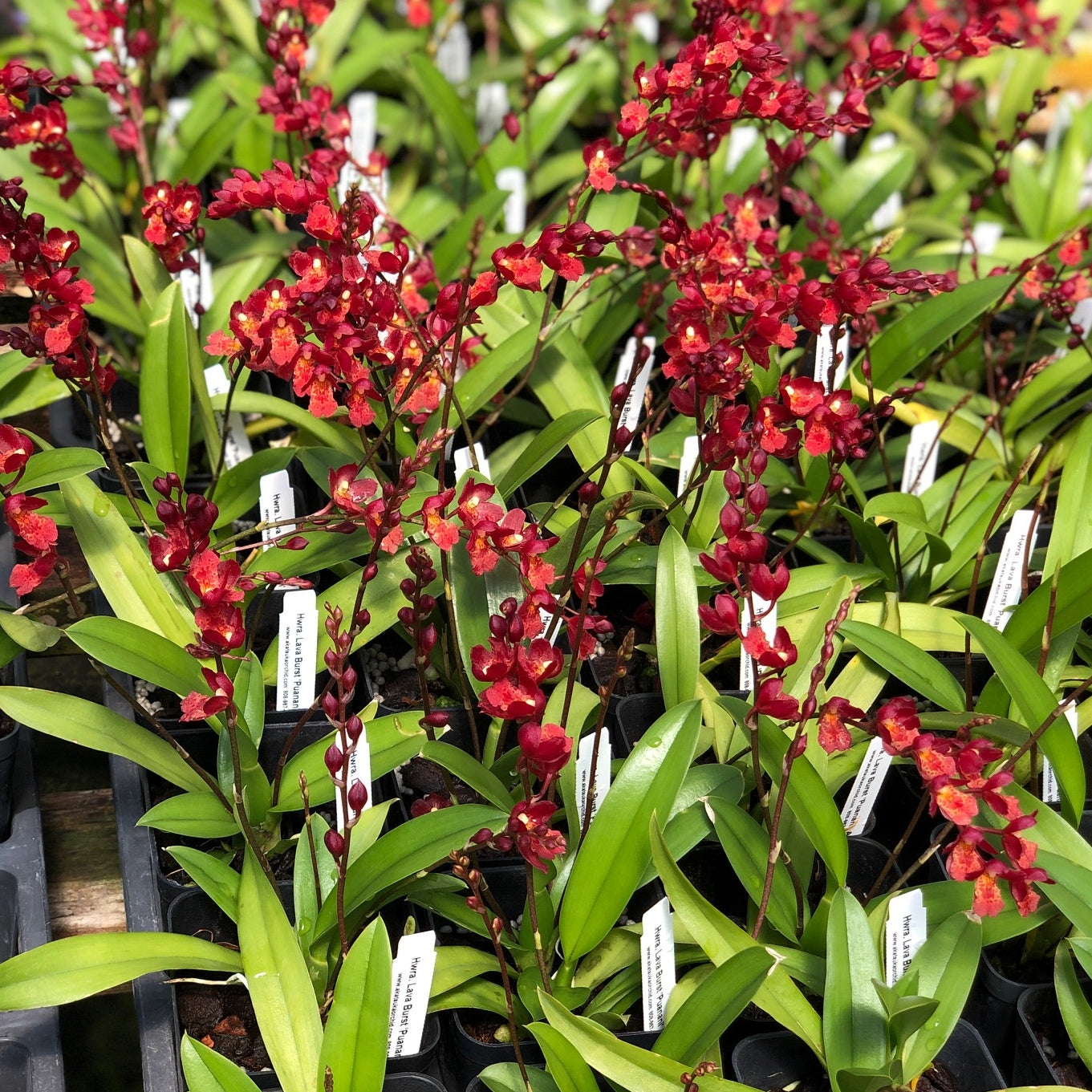 Hwra. Lava Burst 'Puanani' AM/AOS (4" Pot) - Buds/Spike