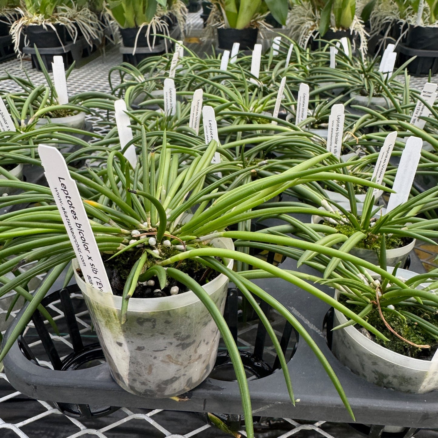 Leptotes bicolor x sib (Miniature) - Not Blooming