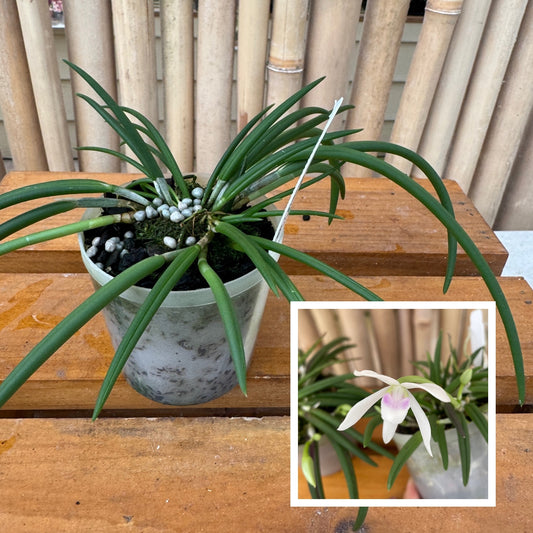 Leptotes bicolor x sib (Miniature) - Not Blooming