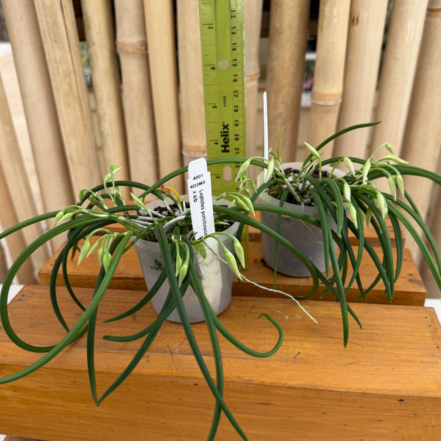 Leptotes pohlitinocoi x sib (Miniature Species) - Buds