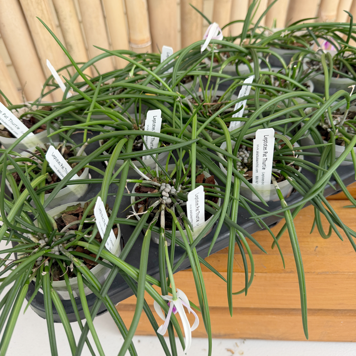 Leptotes Pat Thurtle (bicolor x pohlitinocoi) (Mini Species) - Not Blooming