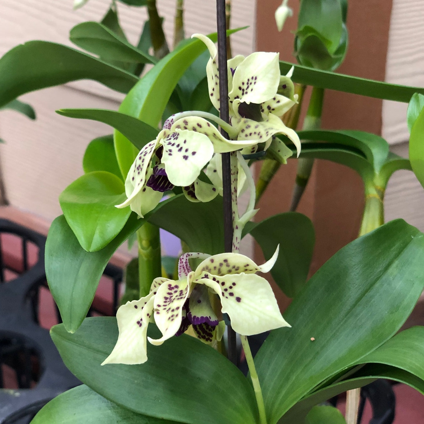 Den. Little Atro (4" Pot) - Buds